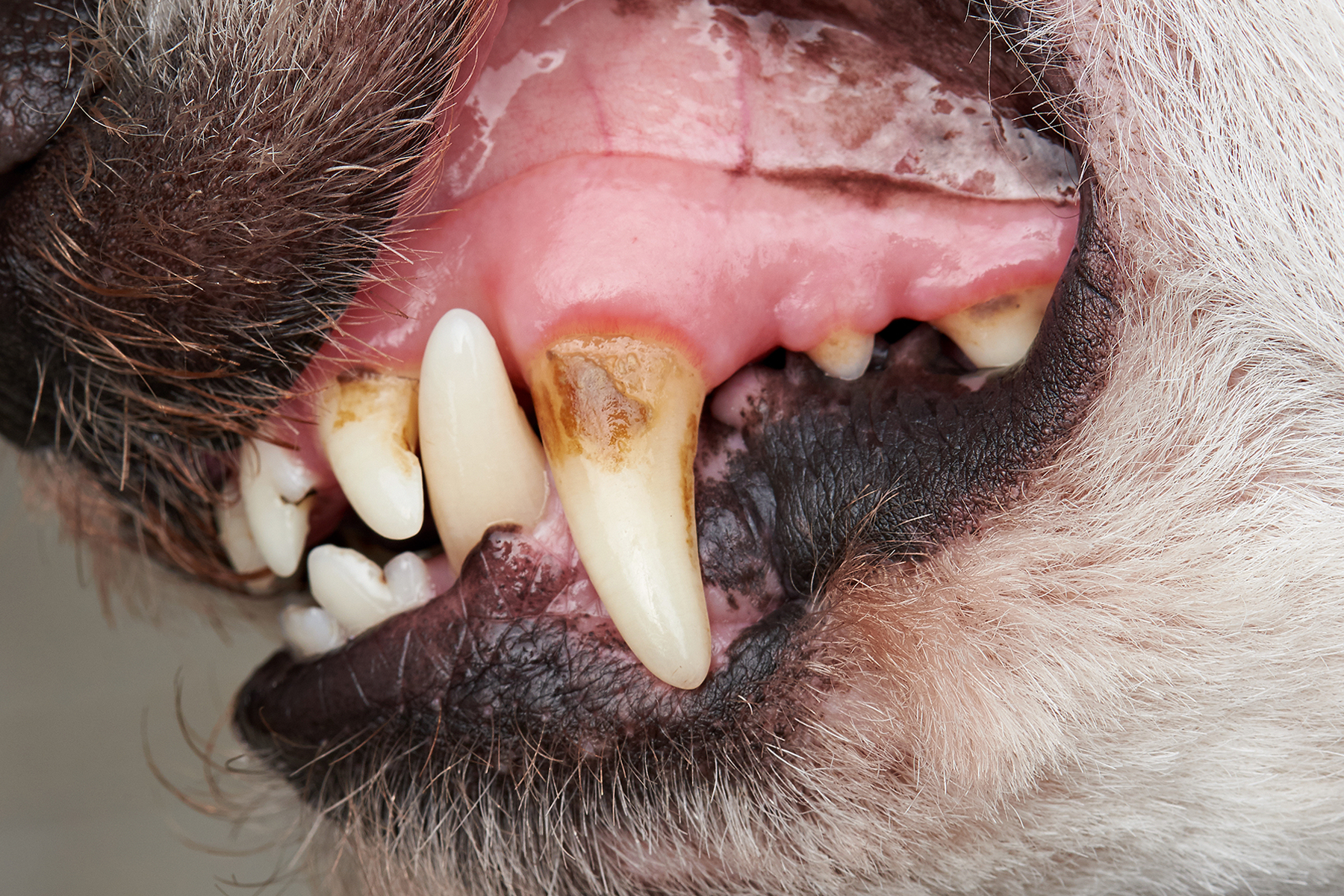 PetSmile 品牌官網展示的寵物牙齒使用前圖片